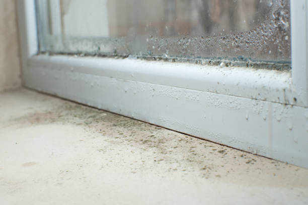 Best Mold Prevention Services  in Sunland Park, NM